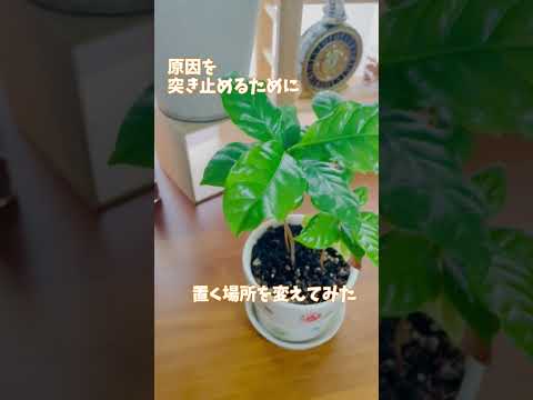 メキシコオレンジの木が枯れるのはなぜですか?枯れかけた植物の葉が黄色くなる 4 つの一般的な原因  庭園