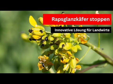 Rapsglanzkäfer stoppen Innovative Methoden für Landwirte