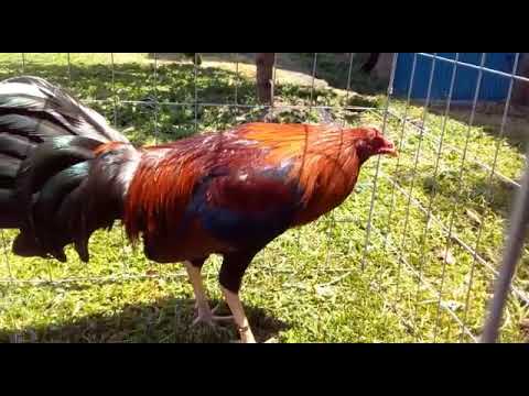 1/4 asil, 1/4 hatch , 1/2 sweater