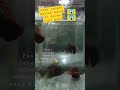 Ikan Hias Laut Barong Kembang