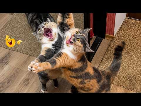 Funny Cats Compilation 2026🐈| TRY NOT TO LAUGH – Hilarious Cat Moments You Can’t Ignore 🤣🐱