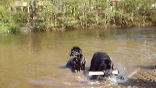 preview picture of video 'baignade au lac de Vielsam'