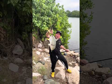 Villa del Carmen fishing club Ponce PR Vasilando 1/enero/2026  #1  