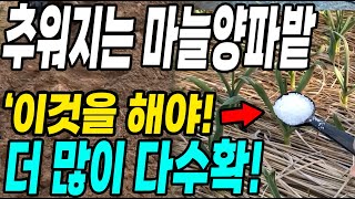 추워지는 마늘양파밭에 이것만 하면 2배 더 수확! 내년 마늘양파농사 대박!