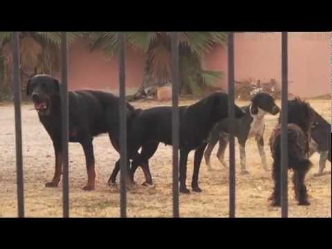 DOGS ON STREET CHASE FEMALE IN HEAT (FULL)