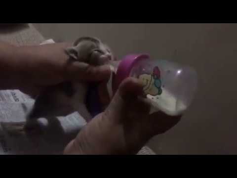 Tiny Kitten Milk Feeding in Bangladesh as trying to Save a life
