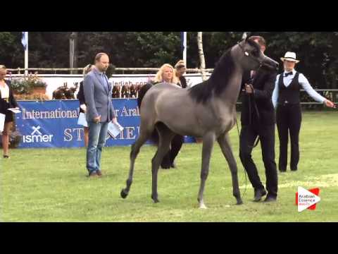 N.5 MY MAGIC - Ströhen 2015 C-Show - Yearling Fillies (Class 3)