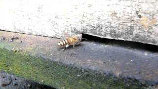 preview picture of video 'Baz's hobbies - 13S -Vietnam bees / beekeeping'