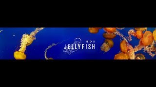 Da Flyy Hooligan - Box Jellyfish