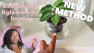Rare Houseplant Updates! | Aglaonema, Alocasia & Anthurium Seedling Progress