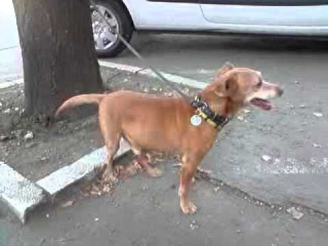 download lagu mp3 mp4 Pas Se Trese, download lagu Pas Se Trese gratis, unduh video klip Pas Se Trese