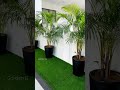 Areca palm plants in fiber planters with artificial grass installation done #shorts #garden #delhi