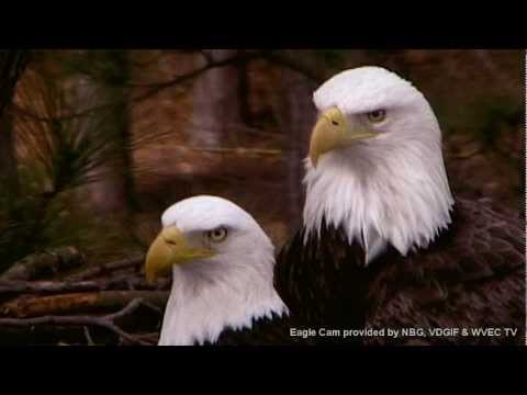 When You Believe - Norfolk Botanical Garden Eagles