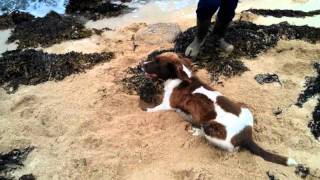 preview picture of video 'Funny English Springer Spaniel Pleascadh at the beach.'