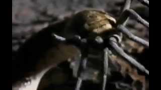 Bluffer Snake vs Wolf Spider (Hakenasenschlange frisst Wolfsspinne)