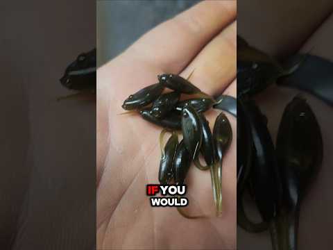 I Used Motor Oil To Make A Fishing Lure #crappie #crappiefishing #fishing #godfirst