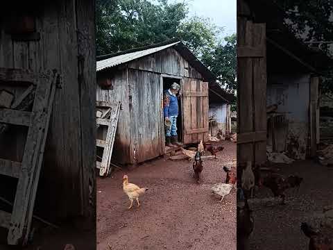 Meu pai tratando das galinhas