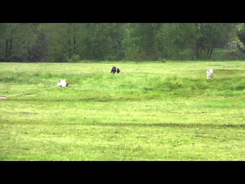 National Coursing Borki Wielkie 2014 -Andi (wh) vs Pele (red)