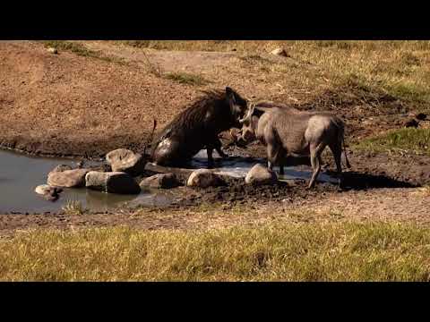 Djuma: Wallowing Warthogs Spa time - 13:48 - 07/13/18