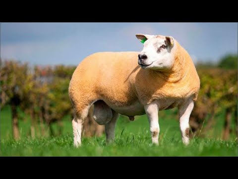, title : 'Texel Sheep - Breed'