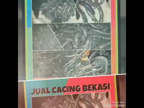Bertindak sebagai palu Thor Obat yang baik untuk impotensi