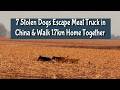 ❤️🐶 7 Stolen Dogs Escape Meat Truck in China & Walk 17km Home Together
