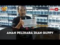 Jangan Sampai Terlambat Tips Aman Bikin Ikan Guppy Sehat Selamanya FYI