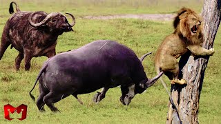 Download lagu Buffalo VS Lion Fight!! Buffalo Revenge Against Lions In The Wild mp3