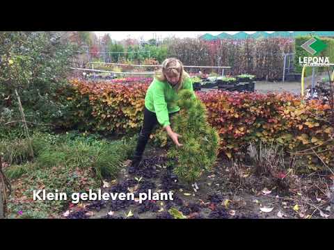 aardbeien winterklaar maken