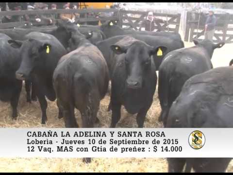 10-09-15 Venta de Vaquillonas MAS - Cabaña La Adelina y Santa Rosa - Loberìa.