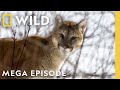 America The Beautiful Wildlife Heartlands MEGA EPISODE National Geographic