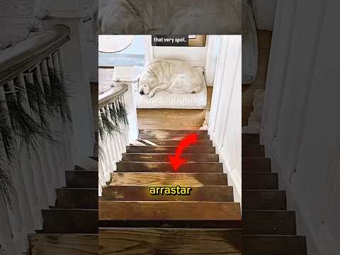 Isso foi LINDO! #curiosidades #emocionante #cachorro