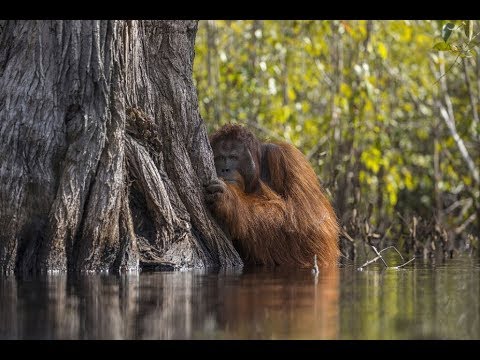 download lagu mp3 mp4 Polip Dan Medusa Berbeda, download lagu Polip Dan Medusa Berbeda gratis, unduh video klip Polip Dan Medusa Berbeda