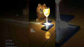 Turmeric Magic Trend! One Like for Pet Reaction ♥️! What do you think he’s thinking?🤔 Comment below