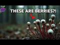 15 Weirdest Plants You Won T Believe Actually Exist