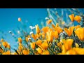 Nature Flowers Video 4K ‍ ️Relaxation Nature Video Relaxation Nature Sounds