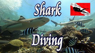🦈 World's Best Shark Dive 🤿