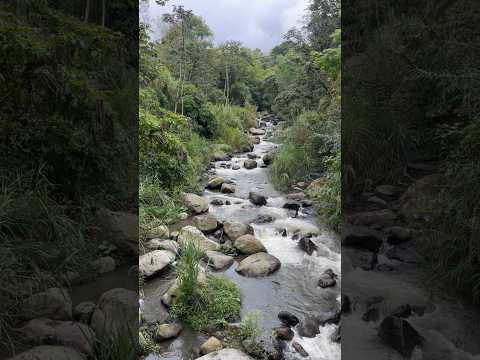 #sanfrancisco #cundinamarca #colombia #colibrí #naturaleza