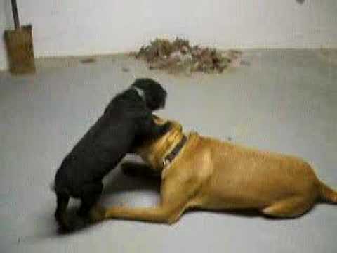 Big Sweety Boy VS Big Sweety Girl