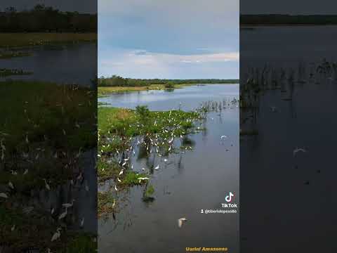 Uarini Amazonas Mamirauá