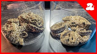 Jars Full of Baby Rattlesnakes…Why?