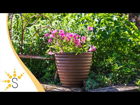 Product Video Thumbnail