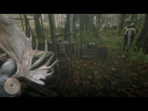 Taking Legendary Moose to the Trapper