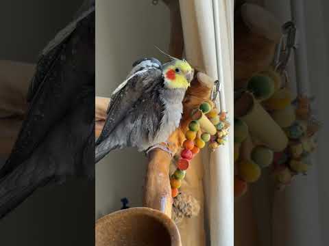 He’ll be dusty again in three hours #bird #cockatiel #parrot