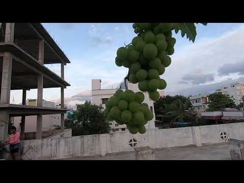 Cultivating Paneer grapes - Muscat Hamburg
