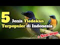 5 Most Popular Types Of Tledekan Birds In Indonesia Complete With Their Sounds