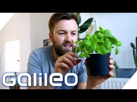 Basil - (No) difference between organic and discount | Galileo | ProSieben