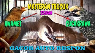 Download lagu Masteran Trucukan isian HWAMEI dan CUCAKRAWA jamin AUTO respon mp3