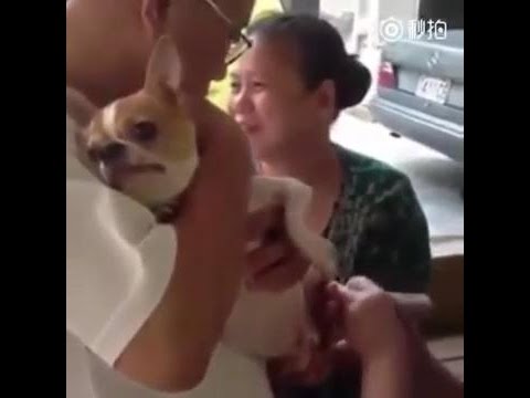 Reakcja psa na pedicure