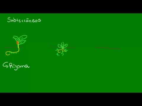 Caules subterrâneos - Botânica - Biologia